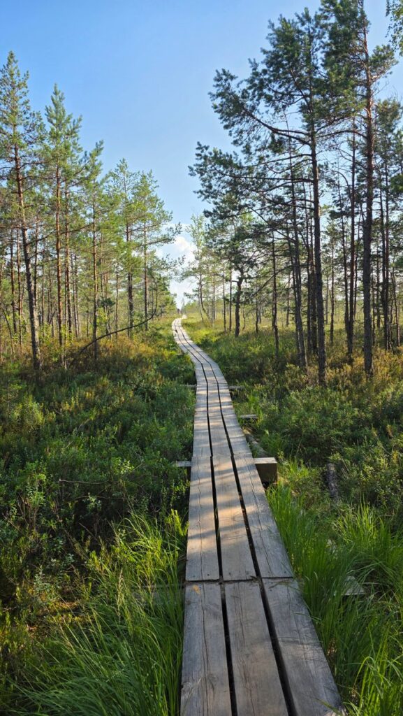 The Art of Drawing Readers In: Your attractive post title goes here Scenic view of a wooden boardwalk through lush forest landscape during a clear summer day.